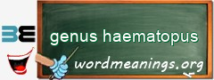 WordMeaning blackboard for genus haematopus